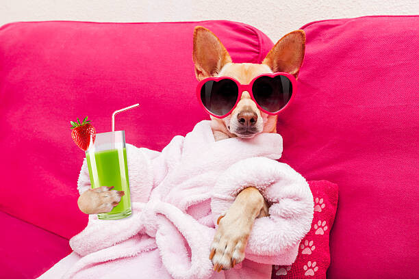 Billede på lærred dog spa wellness