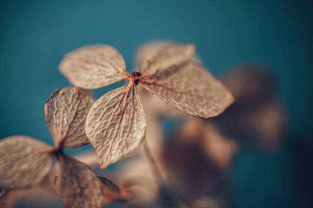Billede på lærred Dry textured hydrangea petals on a