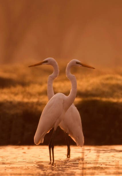 Billede på lærred Great egret