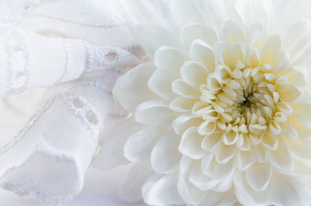 Billede på lærred Green chrysanthemum