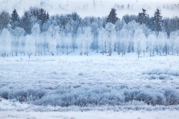 Billede på lærred Hoar frosted trees in Jackson, Wyoming,