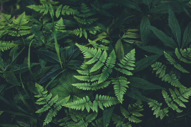 Billede på lærred Jungle leaves background
