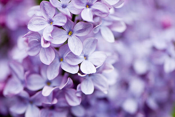 Billede på lærred Lilac flowers