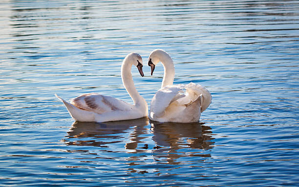 Billede på lærred Love swans