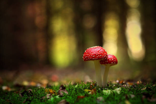 Billede på lærred Macro Image