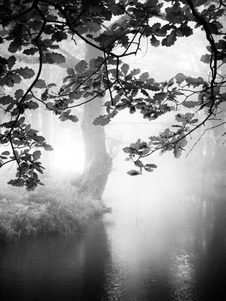 Billede på lærred Misty river