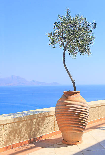 Billede på lærred Olive tree growing in a pot