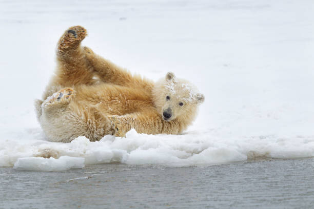 Billede på lærred Polar bear cub
