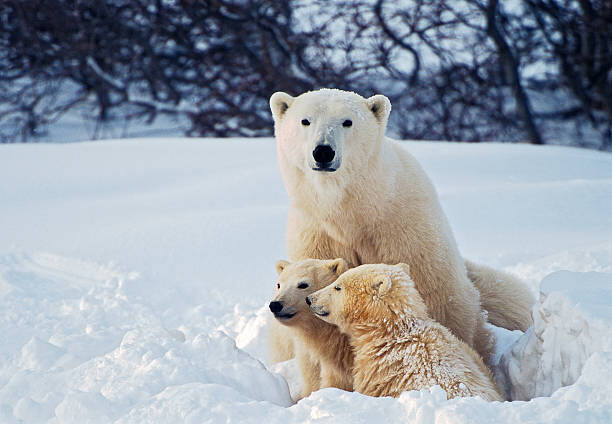 Billede på lærred Polar Bear with Cubs