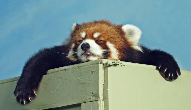 Billede på lærred Red Panda ready for a nap