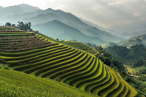 Billede på lærred Rice fields on terraced of Mu