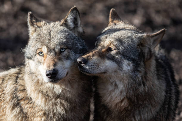 Billede på lærred Two grey wolf in love