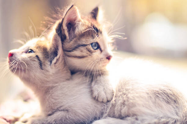 Billede på lærred Two kittens.