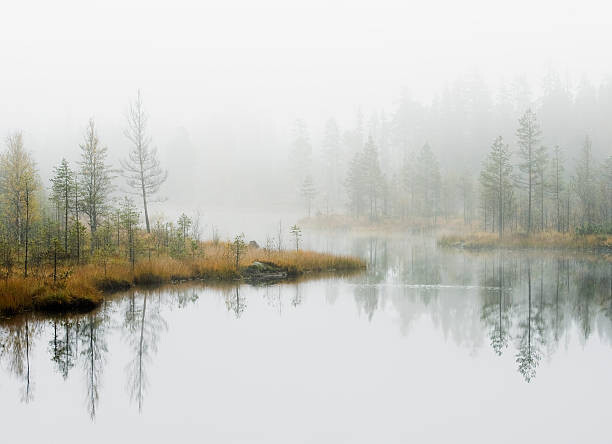 Billede på lærred Water in forest
