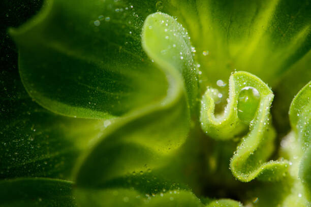 Billede på lærred Water Lettuce