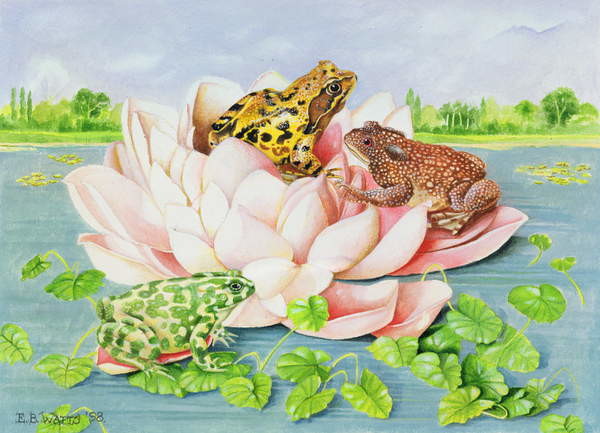 Billede på lærred Water Lily, 1998