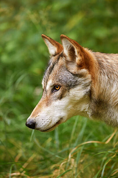 Billede på lærred Wildlife