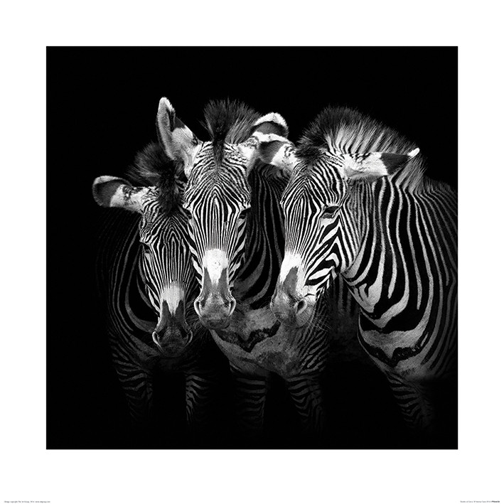 Reproducción de arte Marina Cano - Shades of Grevy