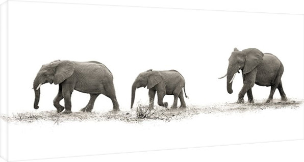 Leinwand Poster Mario Moreno - The Elehants