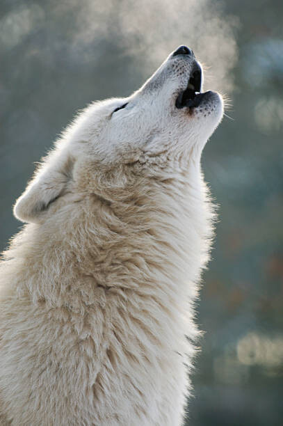 Bild auf Leinwand Arctic wolf howling