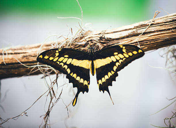 Bild auf Leinwand Butterfly