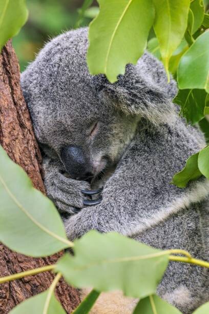 Bild auf Leinwand Close-up of koala on tree,Forest Lake,Minnesota,United