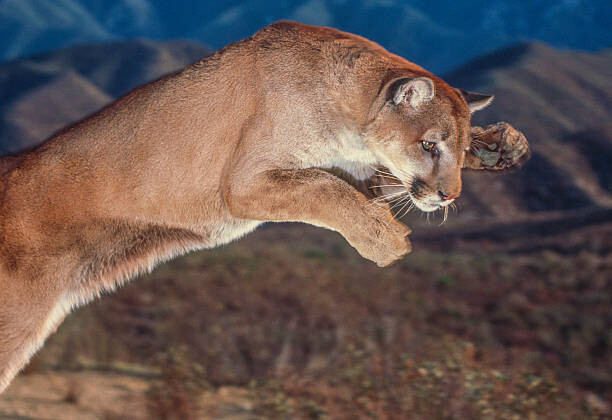 Bild auf Leinwand Cougar pounce