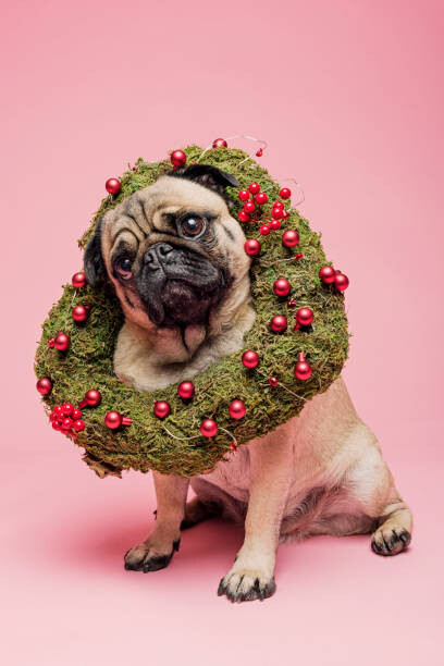 Bild auf Leinwand Cute Tan Coloured Pug Wearing a Christmas Wreath