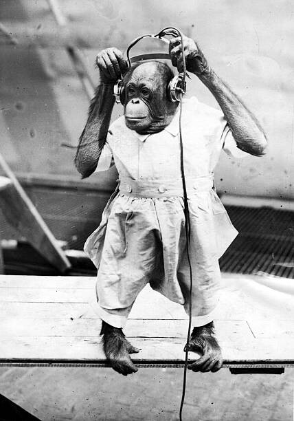 Bild auf Leinwand Duke The Chimp