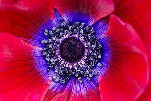 Bild auf Leinwand Extreme macro of a red anemone poppy