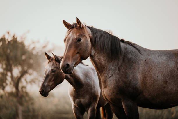 Bild auf Leinwand Fohlen mit Mutter Stute Pferde Quarter Horse