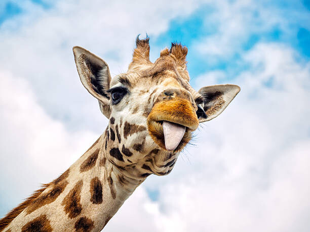 Bild auf Leinwand Funny giraffe