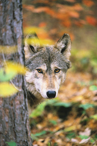 Bild auf Leinwand Gray Wolf Peeking Around a Tree