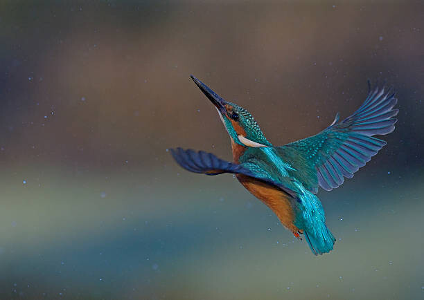 Bild auf Leinwand Kingfisher