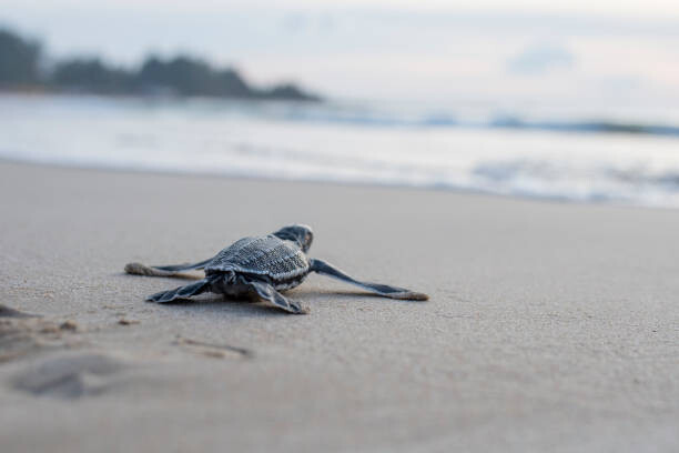 Bild auf Leinwand Leather back turtle babies are released