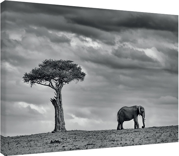 Bild auf Leinwand Mario Moreno - Land of Giants