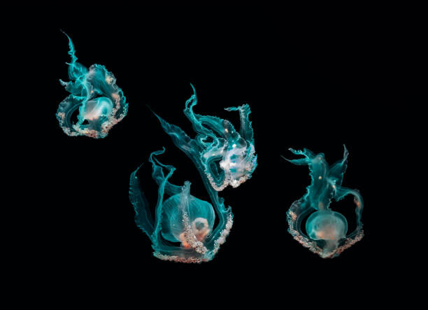Bild auf Leinwand Ocean jellyfish