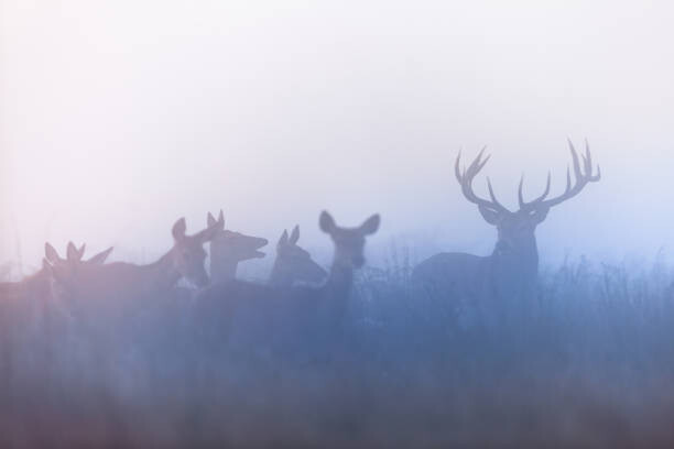 Bild auf Leinwand Red deer (Cervus elaphus)