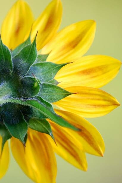Bild auf Leinwand Sunflower