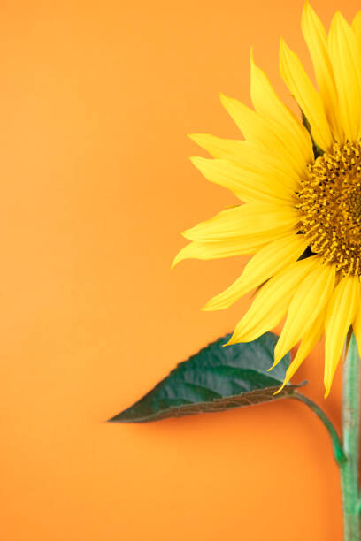 Bild auf Leinwand Sunflower