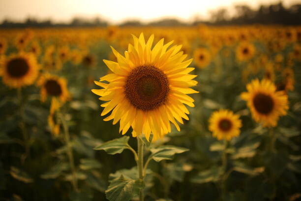 Bild auf Leinwand Sunflower