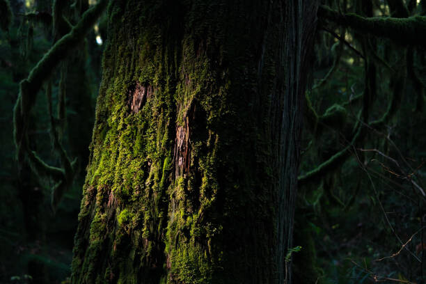 Bild auf Leinwand tree trunk with many attachment