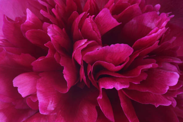 Bild auf Leinwand Vibrant deep pink petals at centre