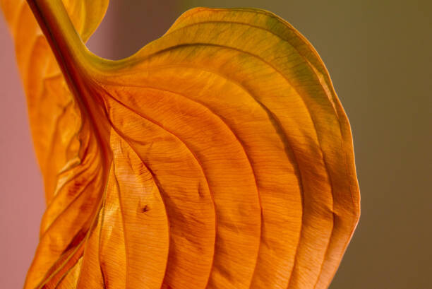 Bild auf Leinwand Wilted Old Textured Hosta Leaf