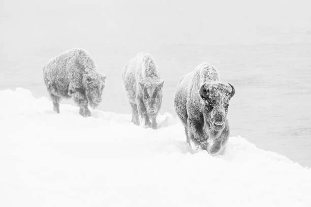 Lerretsbilde Three bison covered in hoarfrost