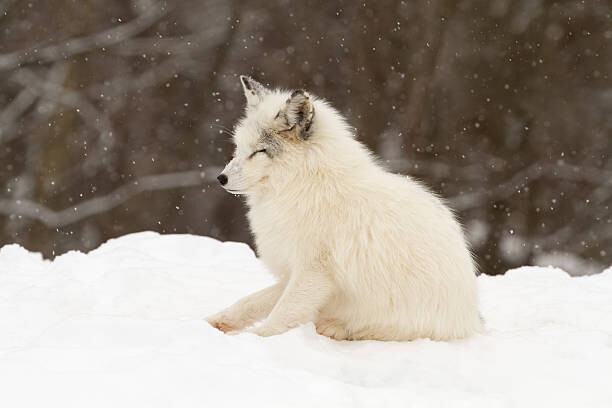 Bilde på lerret Arctic fox-eyes closed