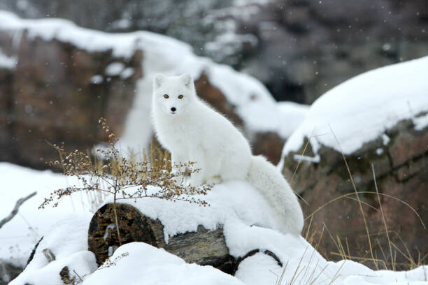 Bilde på lerret Arctic fox in snow