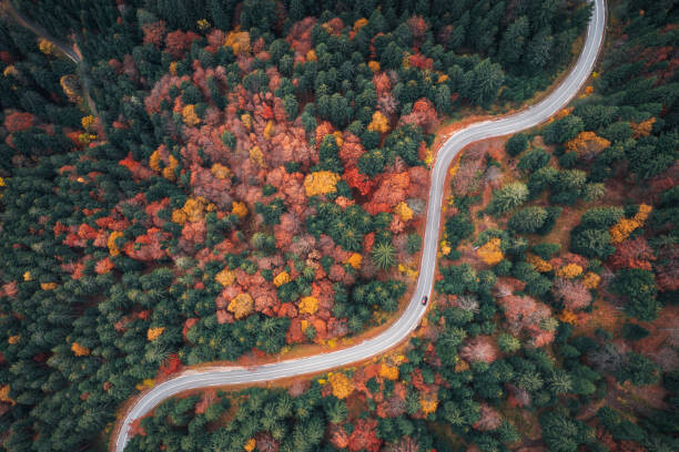 Bilde på lerret Autumn Drive