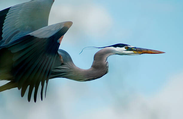 Bilde på lerret Blue Heron Flight