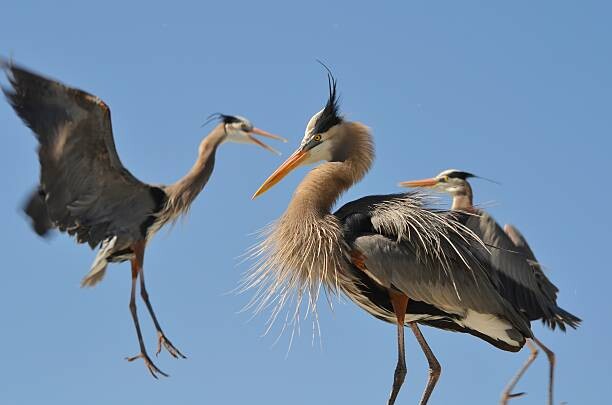 Bilde på lerret Blue Herons 1